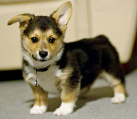 Pembroke Welsh Corgi - Dog and Puppy Pictures