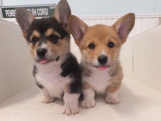 My Shepherd’s Dream Farm Corgis - Dog Breeders