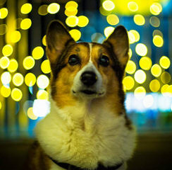 Akc Pem. Welsh Corgis - Dog Breeders