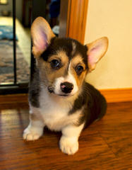 Dogwood Cove Corgis - Dog and Puppy Pictures