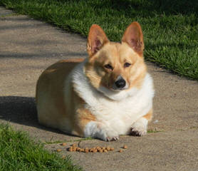 Pembroke Welsh Corgi - Dog Breeders