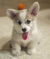 Andrews Pembroke Welsh Corgi’s - Dog and Puppy Pictures