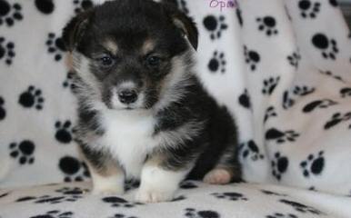 SSRpembroke Welsh corgis - Dog Breeders