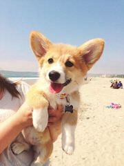 Dnk’s Delaware Corgi - Dog Breeders