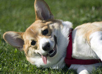 Unique Country Corgis - Dog Breeders