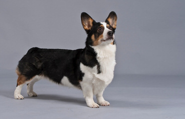 Pembroke Welsh Corgis - Dog and Puppy Pictures