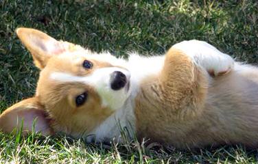 Fortin’s Pembroke Welsh Corgis - Dog and Puppy Pictures