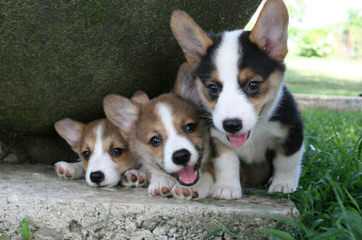 Pembroke Welsh Corgis - Dog Breeders