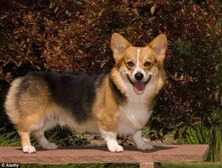 Andrews Pembroke Welsh Corgi’s - Dog and Puppy Pictures