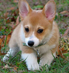 Dogwood Cove Corgis - Dog and Puppy Pictures