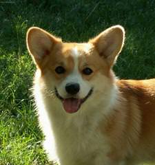 Fortin’s Pembroke Welsh Corgis - Dog and Puppy Pictures