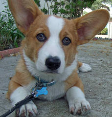 Shooting Star Farm Corgis - Dog Breeders