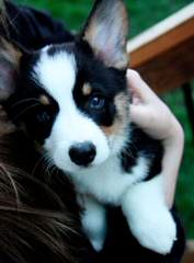 South Haven’s Pembroke Welsh Corgis - Dog Breeders