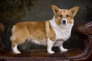 Copica Puppies Available Pembroke Welsh Corgi - Dog Breeders