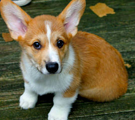 Little Corgi Puppies - Dog and Puppy Pictures