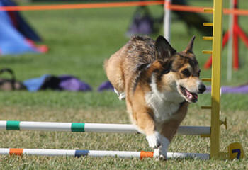 Great Basin Corgi’s - Dog Breeders