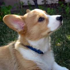 Shooting Star Farm Corgis - Dog and Puppy Pictures