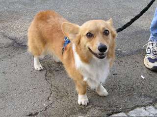 SSRpembroke Welsh corgis - Dog Breeders