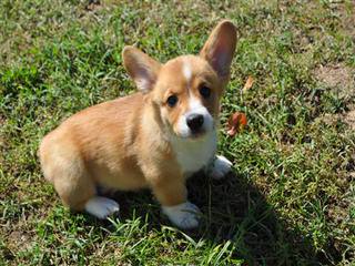 Welsh Corgi - Dog Breeders