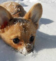 Jan’s Best Corgis - Dog and Puppy Pictures