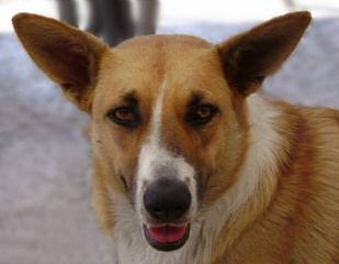 Fortin’s Pembroke Welsh Corgis - Dog and Puppy Pictures