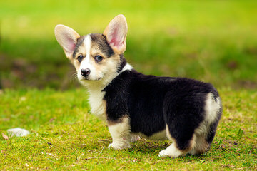 Welsh Corgi Pups And Aussie Corgi Hybrids - Dog Breeders