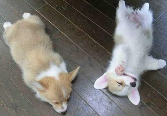 Two Akc Tri-Colored Welsh Corgi Pups - Dog Breeders