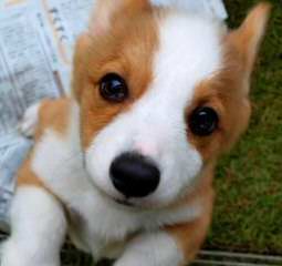 Dogwood Cove Corgis - Dog Breeders