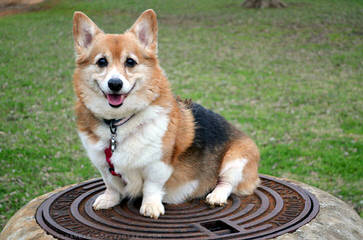 Unique Country Corgis - Dog Breeders