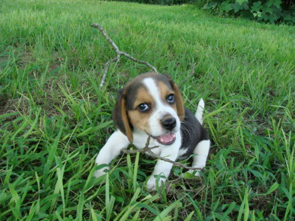 Pocket Beagle Dogs and Puppies