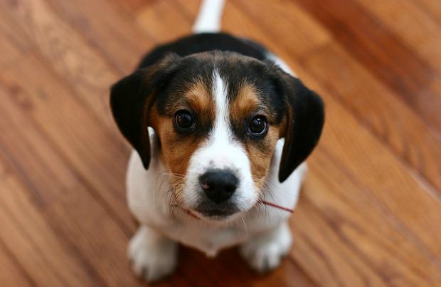 Pocket Beagle Dogs and Puppies