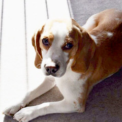 Nicodemis Johnson Pocket Beagle - Dog Breeders