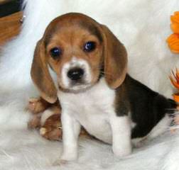 Whitby Winds Pocketbeagles Illinois - Dog Breeders