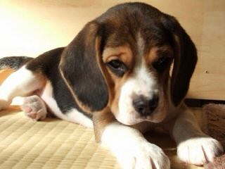 Whitby Winds Pocketbeagles Illinois - Dog and Puppy Pictures