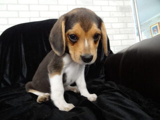 whitby winds pocket beagles - Dog and Puppy Pictures