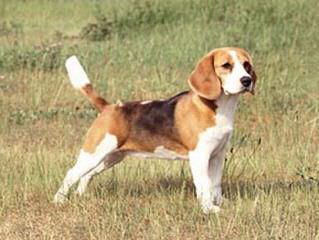 Country Side Pocket Beagles - Dog and Puppy Pictures