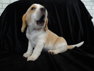 Home Grown Pocket Beagles - Dog Breeders