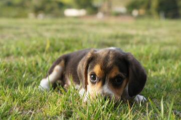 Pocket Beagles Usa! - Dog and Puppy Pictures