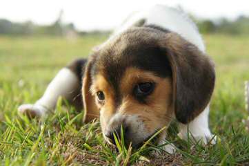 Nicodemis Johnson Pocket Beagle - Dog and Puppy Pictures