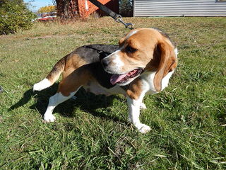 whitby winds pocket beagles - Dog and Puppy Pictures