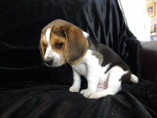 Country Side Pocket Beagles - Dog and Puppy Pictures