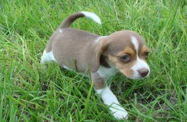 whitby winds pocket beagles - Dog Breeders