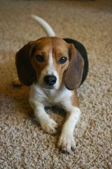 Pocket Beagles Usa! - Dog Breeders