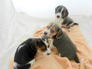 Nicodemis Johnson Pocket Beagle - Dog and Puppy Pictures