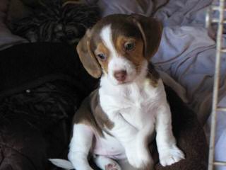Home Grown Pocket Beagles - Dog Breeders