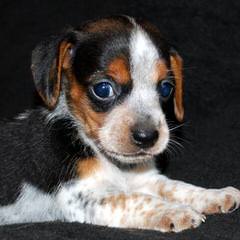 Country Side Pocket Beagles - Dog Breeders