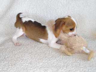 Nicodemis Johnson Pocket Beagle - Dog and Puppy Pictures