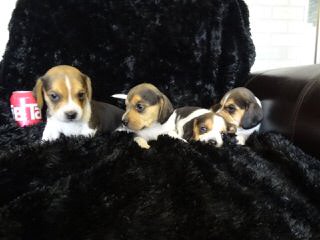 whitby winds pocket beagles - Dog Breeders