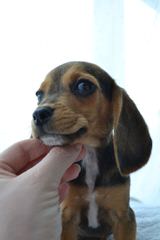 Pocket Beagles Usa! - Dog Breeders