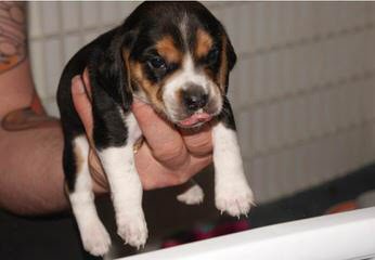 Country Side Pocket Beagles - Dog and Puppy Pictures